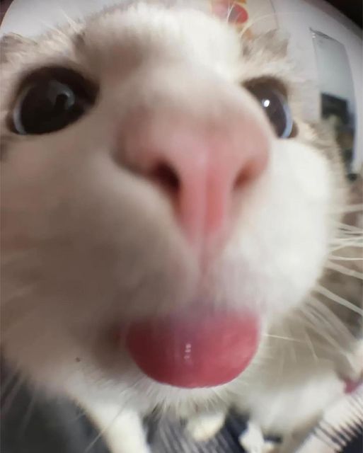 The most adorable kitty in the world.